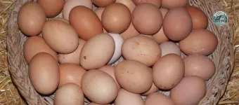 ŒUFS bio Élevage : 0 FR 61 39