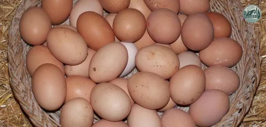 ŒUFS bio Élevage : 0 FR 61 39